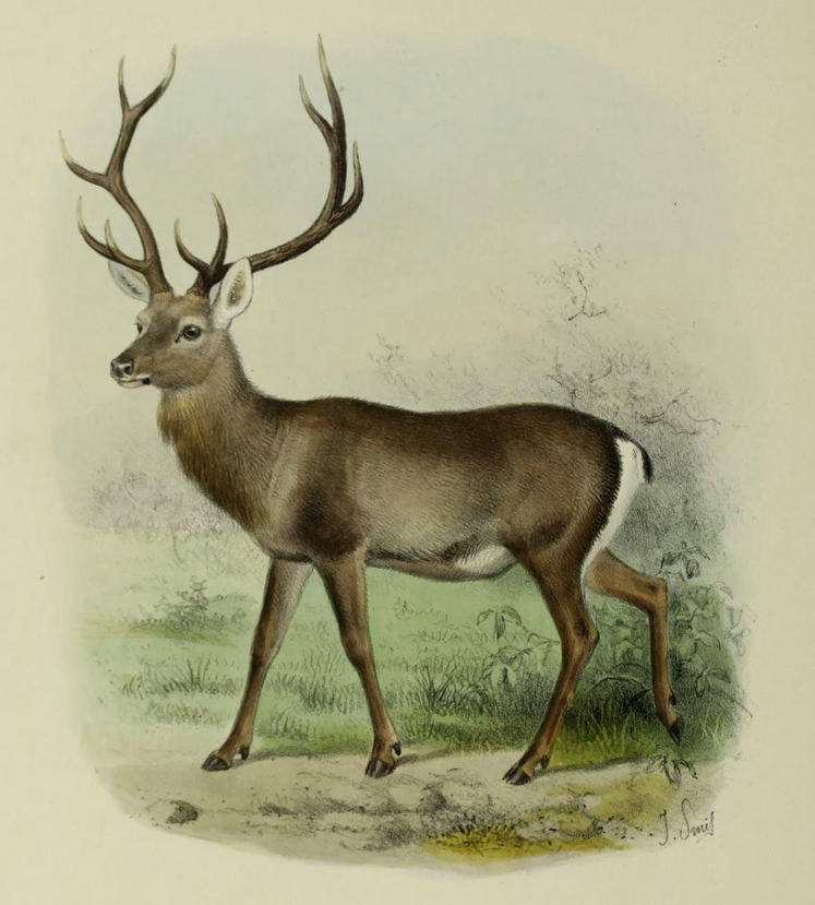 The deer of all lands (1898) Hangul - Kashmir stag (Cervus hanglu hanglu).png