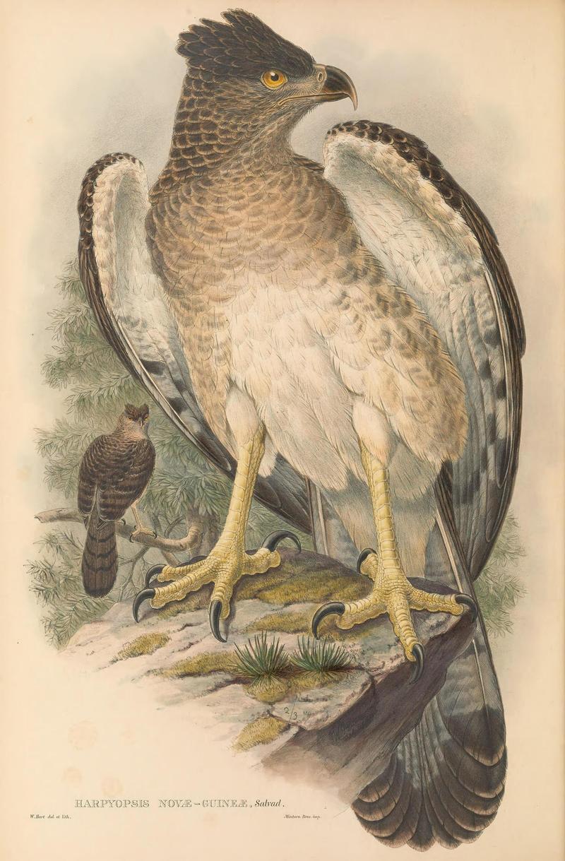Harpyopsis novaeguineae - The Birds of New Guinea - Papuan harpy eagle, New Guinea eagle, kapul eagle.jpeg