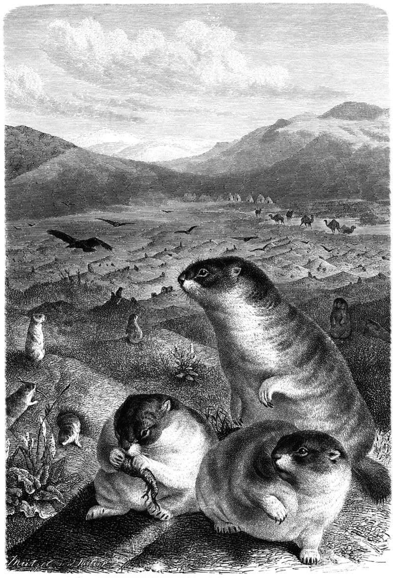 Bobak-drawing - Marmota bobak, steppe marmot.jpg