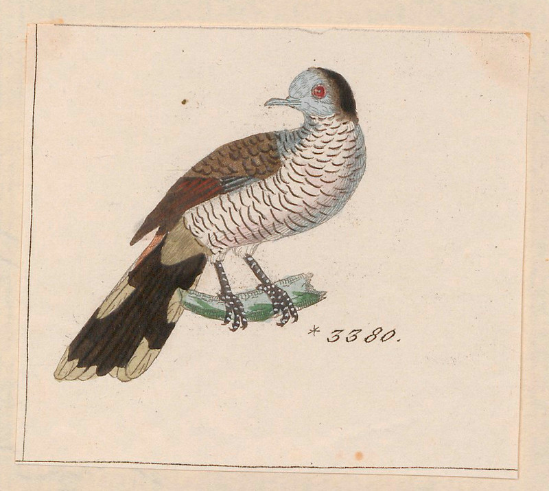 Geopelia maugei - 1820-1860 - Print - Iconographia Zoologica - Special Collections University of Amsterdam - UBA01 IZ15600367.crop.jpg