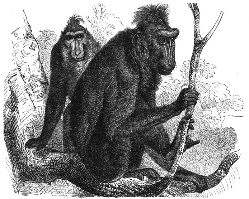 Schopfpavian-drawing - Celebes crested macaque, Cynopithecus niger (Macaca nigra).jpg