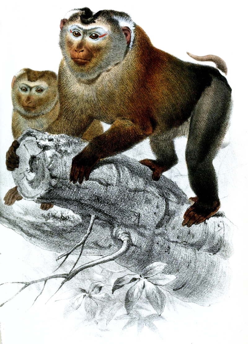 Macacus.Leoninus.Smit - Northern pig-tailed macaque (Macaca leonina).jpg