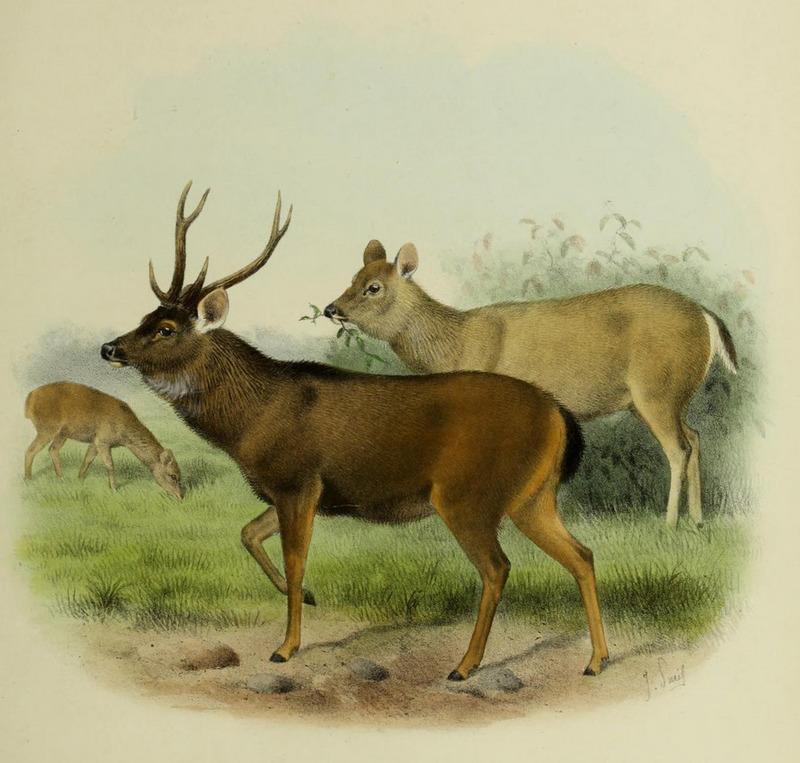The deer of all lands (1898) Indian sambar - Indian Sambar Deer (Rusa unicolor unicolor syn. Cervus unicolor).png