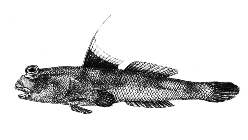 Periophthalmus schlosseri Ford 66 - giant mudskipper (Periophthalmodon schlosseri).jpg