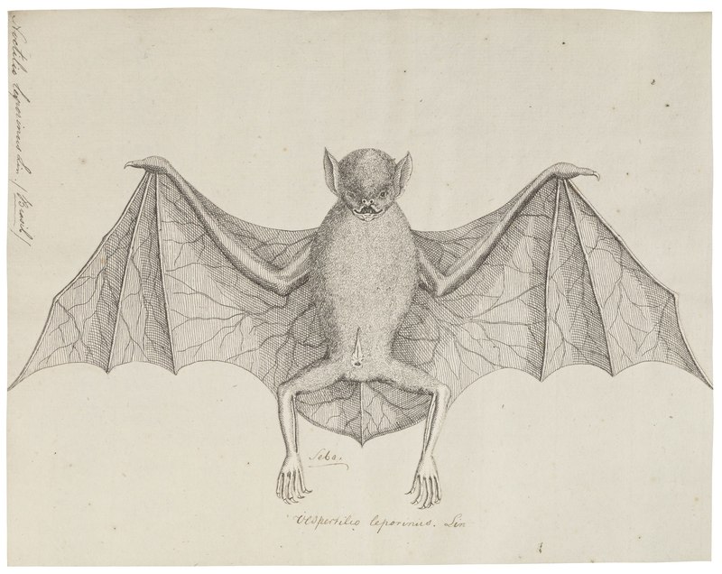 lossy-page1-2560px-Noctilio leporinus - 1700-1880 - Print - Iconographia Zoologica - Special Collections University of Amsterdam - UBA01 IZ20800007.Vespertilio leporinus.jpg