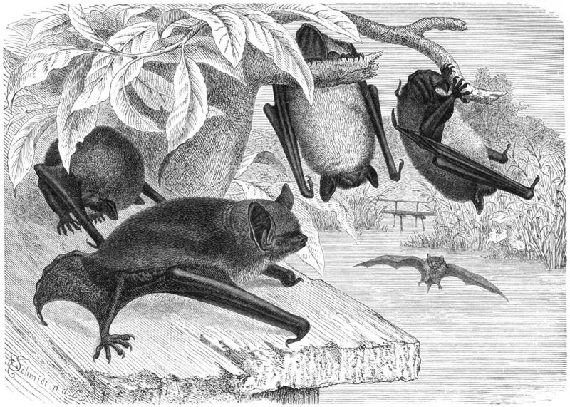 Wasserfledermaus-drawing - Daubenton's bat (Myotis daubentonii).jpg