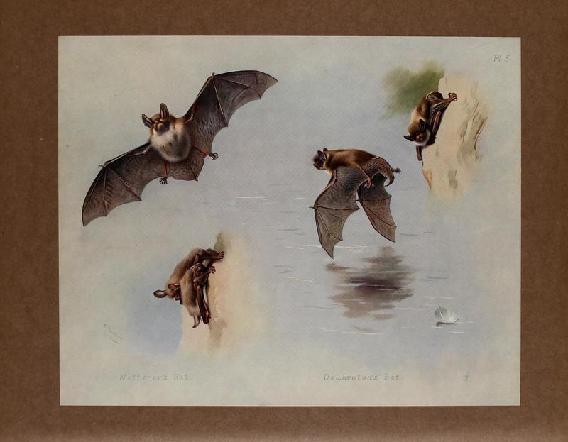 British mammals (Pl. 5) BHL48418526 - Natterer's bat (Myotis nattereri) & Daubenton's bat (Myotis daubentonii).jpg
