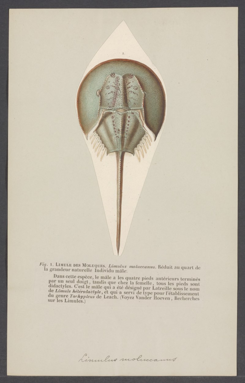 Limulus - Print - Iconographia Zoologica - Special Collections University of Amsterdam - UBAINV0274 006 03 0065.Indo-Pacific horseshoe crab (Tachypleus gigas).jpg