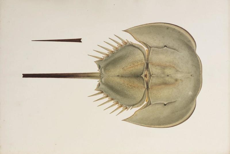 Naturalis Biodiversity Center - RMNH.ART.24 - Tachypleus tridentatus - Kawahara Keiga - 1823 - 1829 - Siebold Collection - pencil drawing - water colour.jpeg