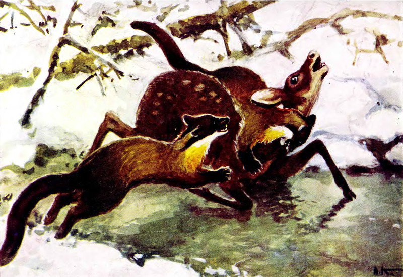 MSU V2P1b - Martes flavigula aterrima painting - Amur yellow-throated marten (Martes flavigula borealis) & Siberian musk deer (Moschus moschiferus).jpg