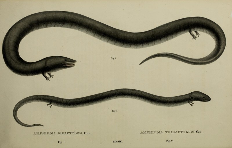 Descriptiones et icones amphibiorum (19277946523) -  Amphiuma tridactylum (three-toed amphiuma) &Amphiuma means (two-toed amphiuma).jpg