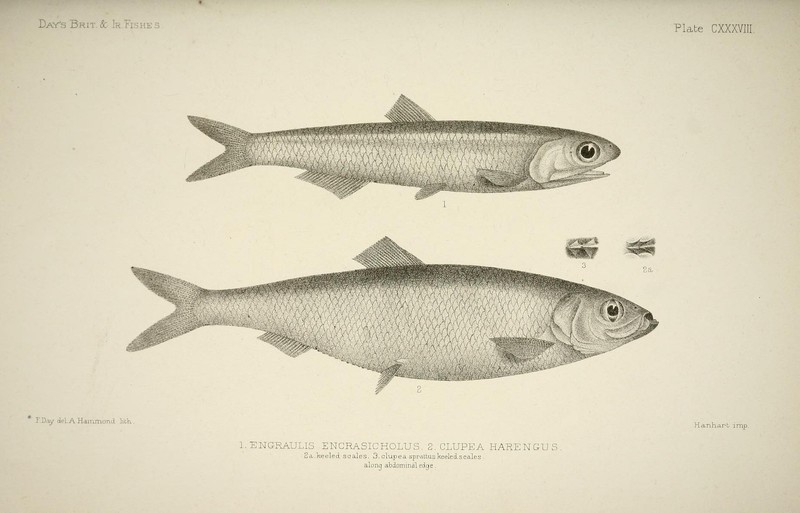 The fishes of Great Britain and Ireland (Plate CXXXVIII) (6788904220) European anchovy (Engraulis encrasicolus) & Atlantic herring (Clupea harengus).jpg