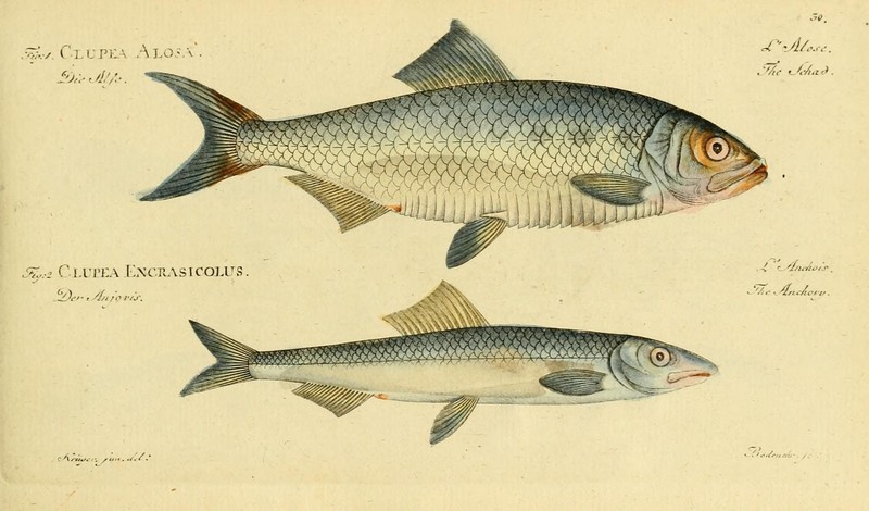 Ichthyologie; ou, Histoire naturelle des poissons (Plate 30) (7064407211) Allis shad (Alosa alosa) & European anchovy (Engraulis encrasicolus).jpg