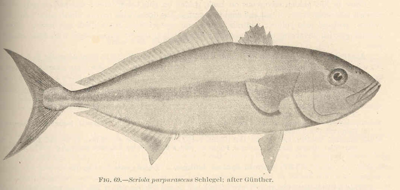 FMIB 42435 Seriola purpurascens Schlegel; after Gunther - greater amberjack (Seriola dumerili).jpg