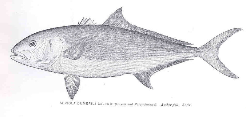 FMIB 34288 Seriola dumerili lalandi (Cuvier and Valenciennes) Amber-fish Jack.jpeg