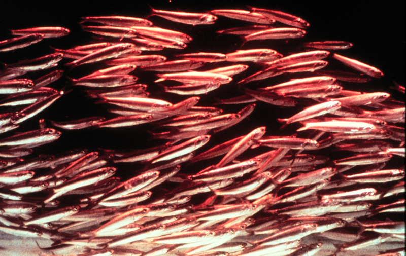 Californian anchovies - northern anchovy (Engraulis mordax).jpg