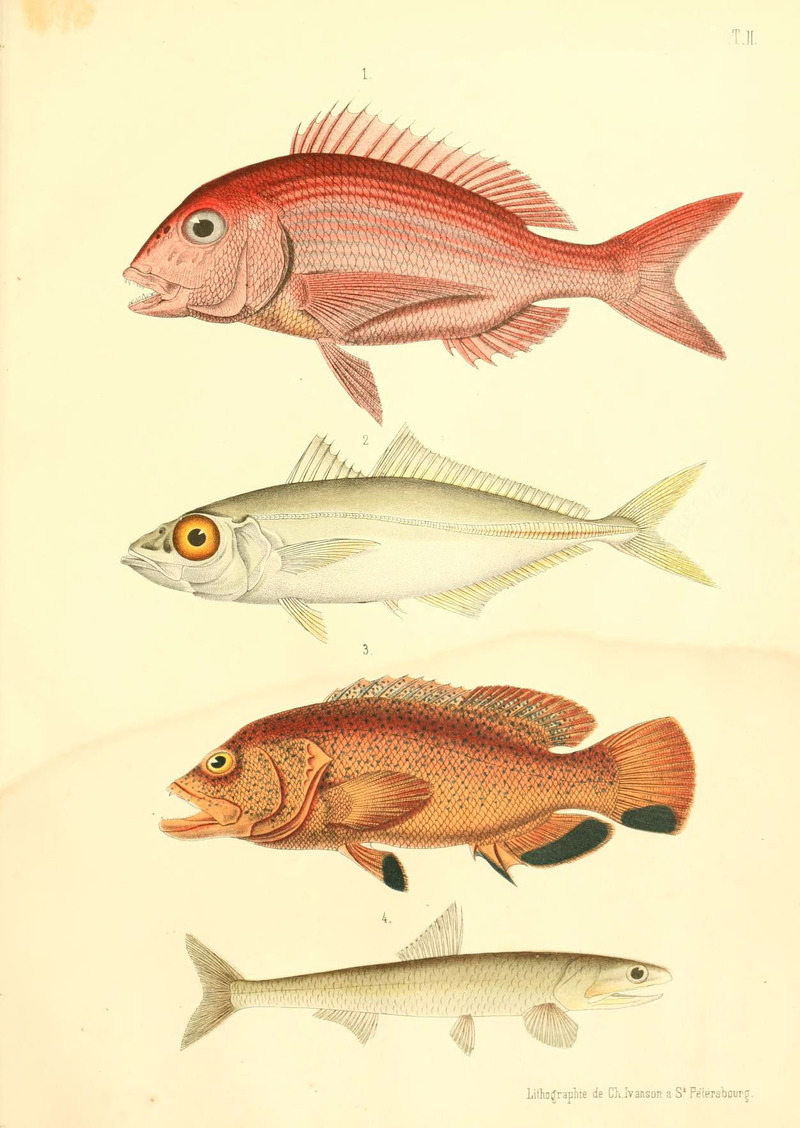 Atlas des poissons vénéneux (T. II) (6312078370) - Pagrus pagrus, Selar crumenophthalmus, Cephalopholis fulva, Engraulis ringens.jpg