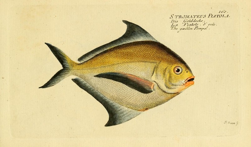 Ichthyologie; ou, Histoire naturelle des poissons (Plate 160) (7064488941) blue butterfish (Stromateus fiatola).jpg