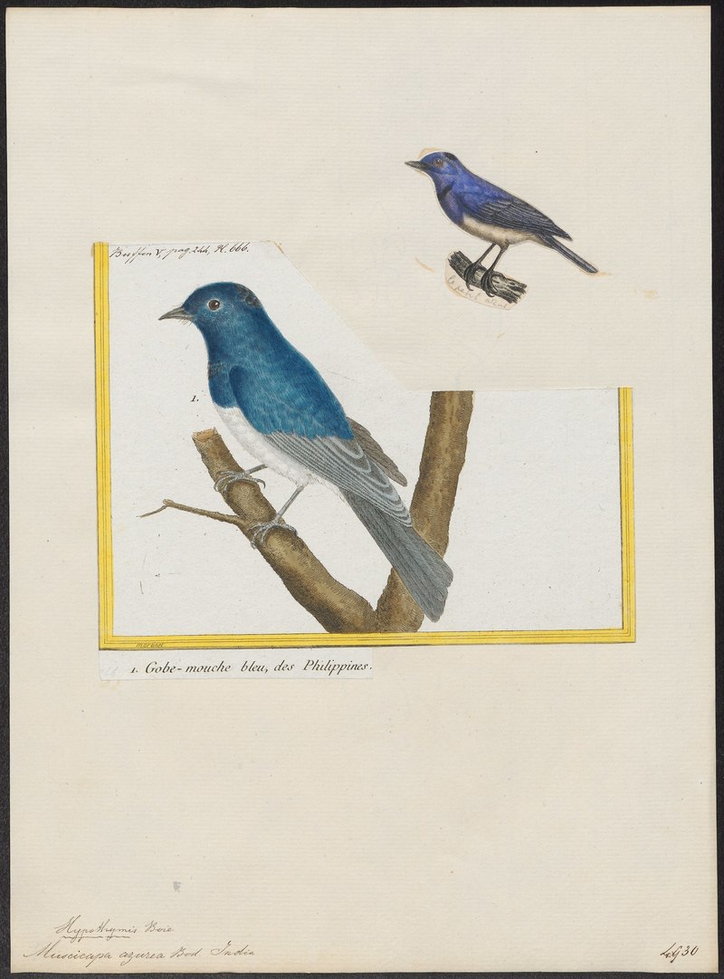 Myiagra azurea - 1700-1880 - Print - Iconographia Zoologica - Special Collections University of Amsterdam - UBA01 IZ16500117. black-naped monarch, black-naped blue flycatcher (Hypothymis azurea).jpg