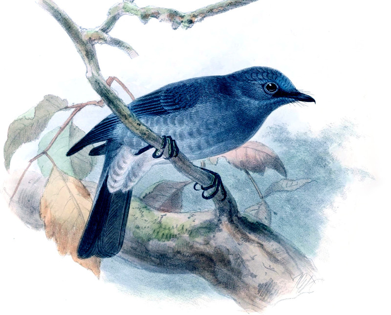 Historyofbirdsof01legg 0512b Stoparola sordida, dull-blue flycatcher (Eumyias sordidus).jpg