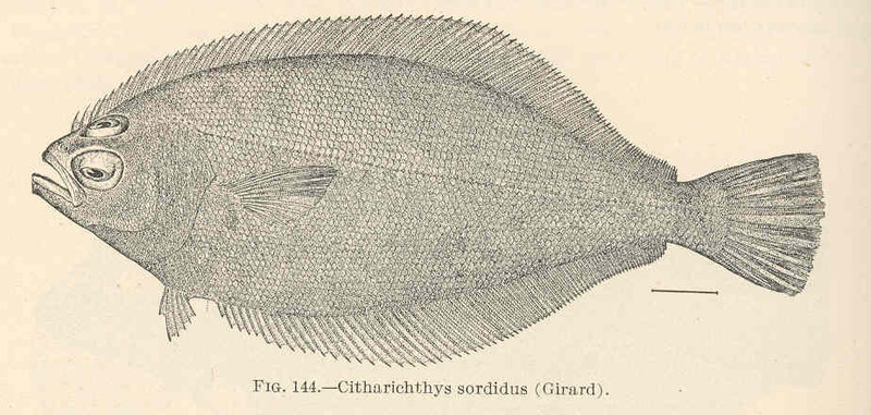 FMIB 39420 Citharichthys sordidus (Girard) Pacific sanddab (Citharichthys sordidus).jpg