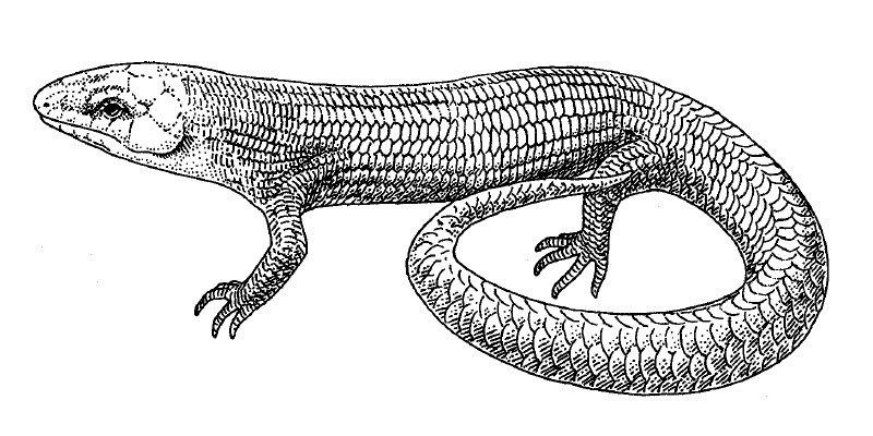Gilbert's Skink (Eumeces gilberti) illustration.jpg