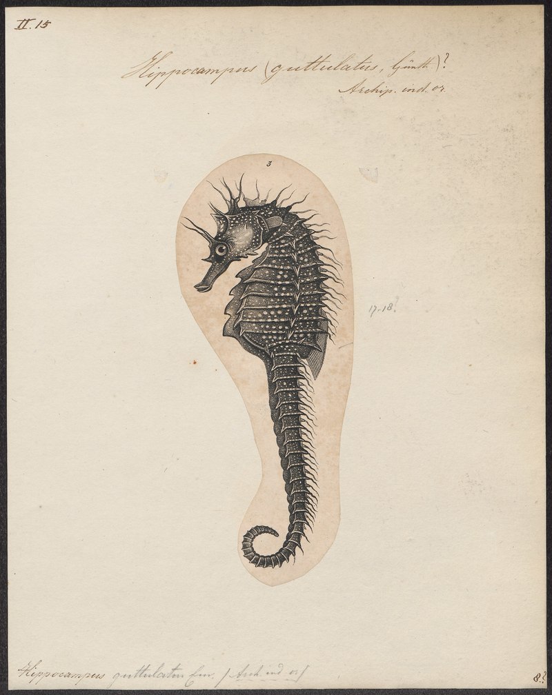 Hippocampus guttulatus - 1700-1880 - Print - Iconographia Zoologica - Special Collections University of Amsterdam - UBA01 IZ14500043.Long-snouted seahorse.jpg