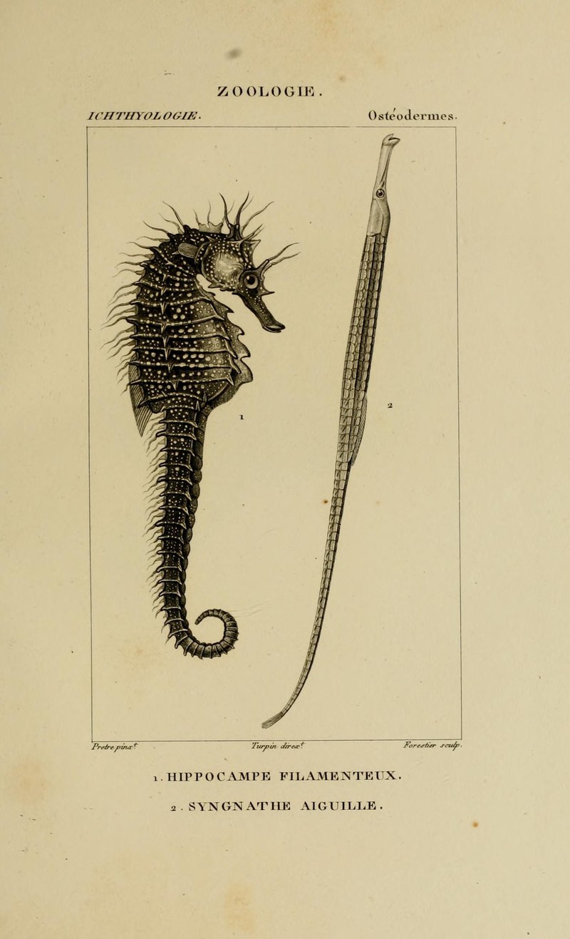 Dictionnaire des sciences naturelles (Ichthyologie, Pl. 56) (7970803802) Long-snouted seahorse (Hippocampus guttulatus) & Greater pipefish (Syngnathus acus).jpg
