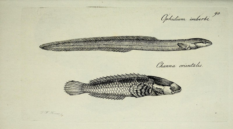 M.E. Blochii Systema ichthyologiae iconibus CX illustratum (Plate 90) (6892438868) - pearl fish (Carapus acus) & Ceylon snakehead (Channa orientalis).jpg