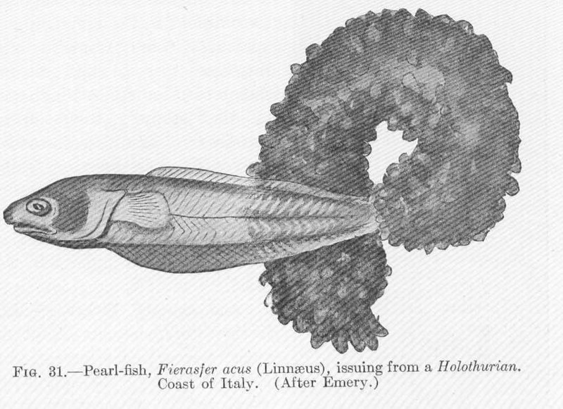 FMIB 51567 Pearl-fish, Fierasfer acus (Linnaeus) Issuing from a Holothurian, Coast of Italy pearlfish (Carapus acus).jpeg