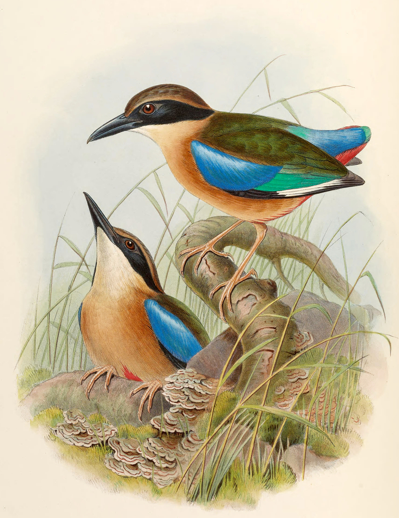 Pitta-Megarhycha-Gould Mangrove Pitta (Blue-winged Pitta) Pitta megarhyncha.jpg