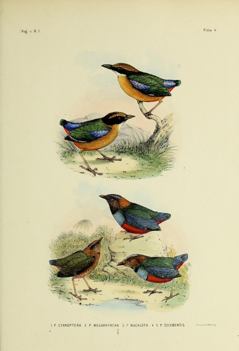 De vogels van Nederlandsch Indie (19329274305) - Pitta megarhyncha celebensis macklotii nympha.jpg