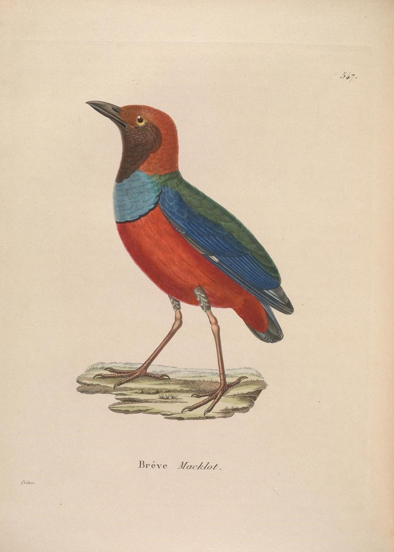 Nouveau recueil de planches coloriées d'oiseaux (10330291054) - Pitta macklotii, Papuan pitta (Erythropitta macklotii).jpg