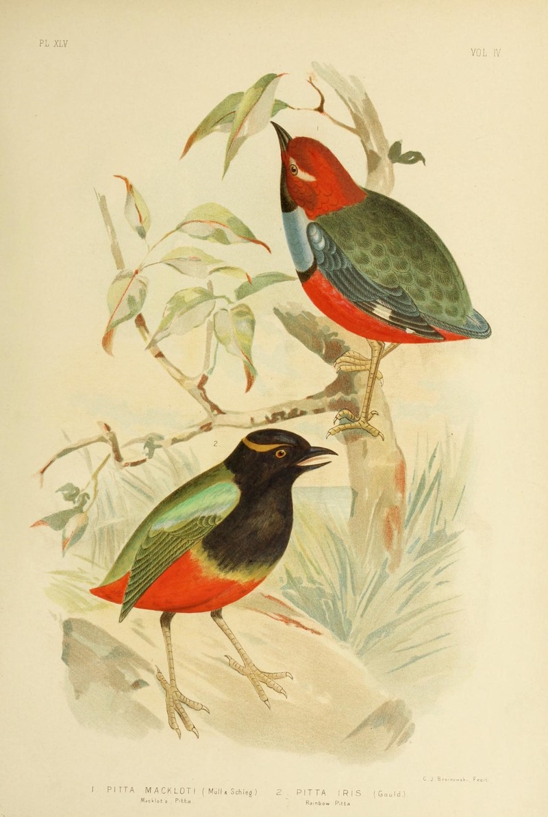 The birds of Australia (16730827498) Papuan pitta (Erythropitta macklotii), Rainbow pitta (Pitta iris).jpg