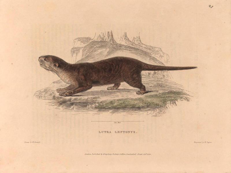 Zoological researches in Java, and the neighbouring islands BHL47293070 - Lutra leptonyx, Asian small-clawed otter (Aonyx cinereus).jpg