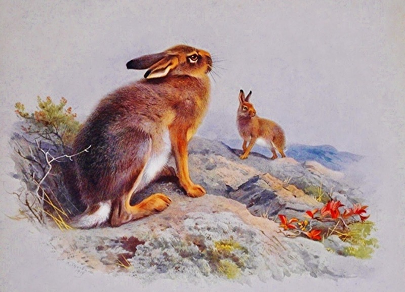 Mountain Irish hare, Lepus timidus hibernicus, Archibald Thorburn, public domain.jpg