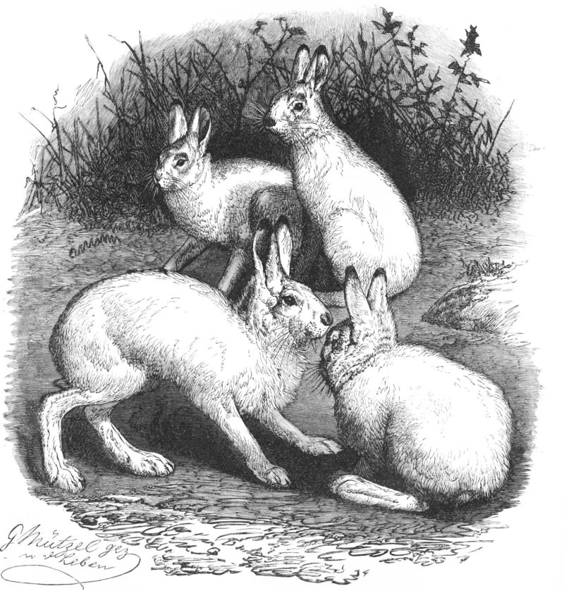 Nordischer Schneehase-drawing-hares-mountain hare (Lepus timidus).jpg