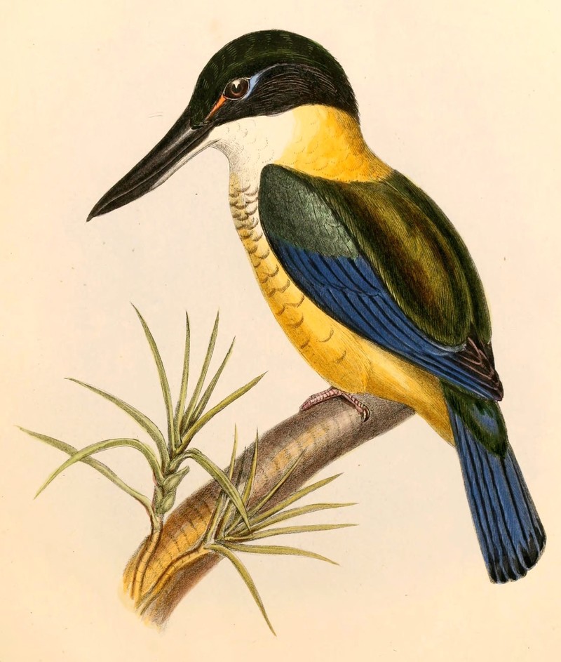 Halcyon vagans - Todiramphus sanctus Hullmandel - sacred kingfisher.jpg