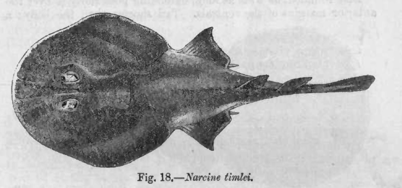 Narcine Timlei Day - Blackspotted numbfish (Narcine timlei).jpg
