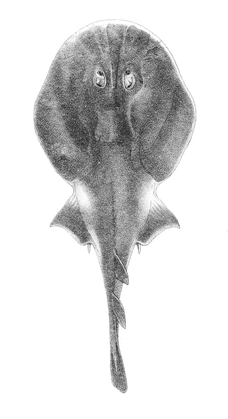Narcine timlei Day Mintern 192 - blackspotted numbfish (Narcine timlei) black-spotted electric ray.jpg