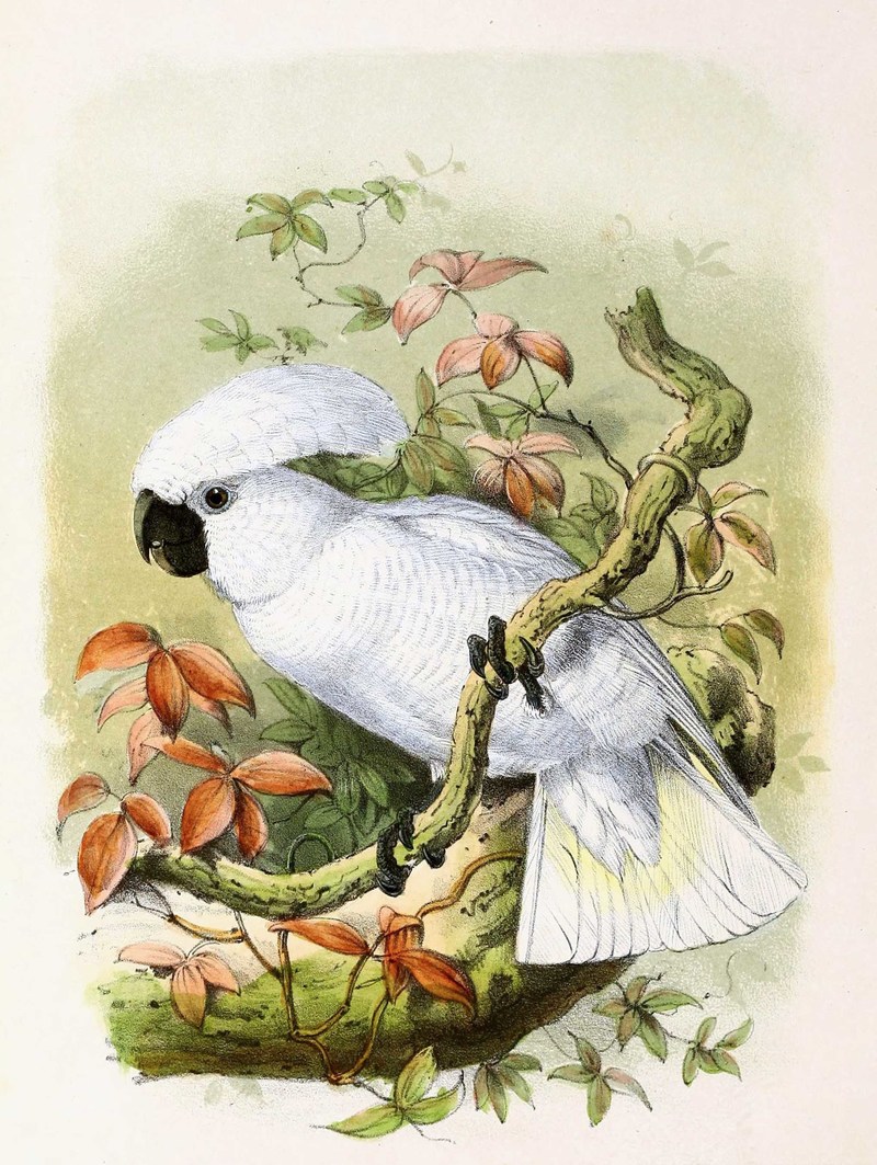 Cacatua alba 1869 - Cacatua cristata, Ubrella or White cockatoo.jpg