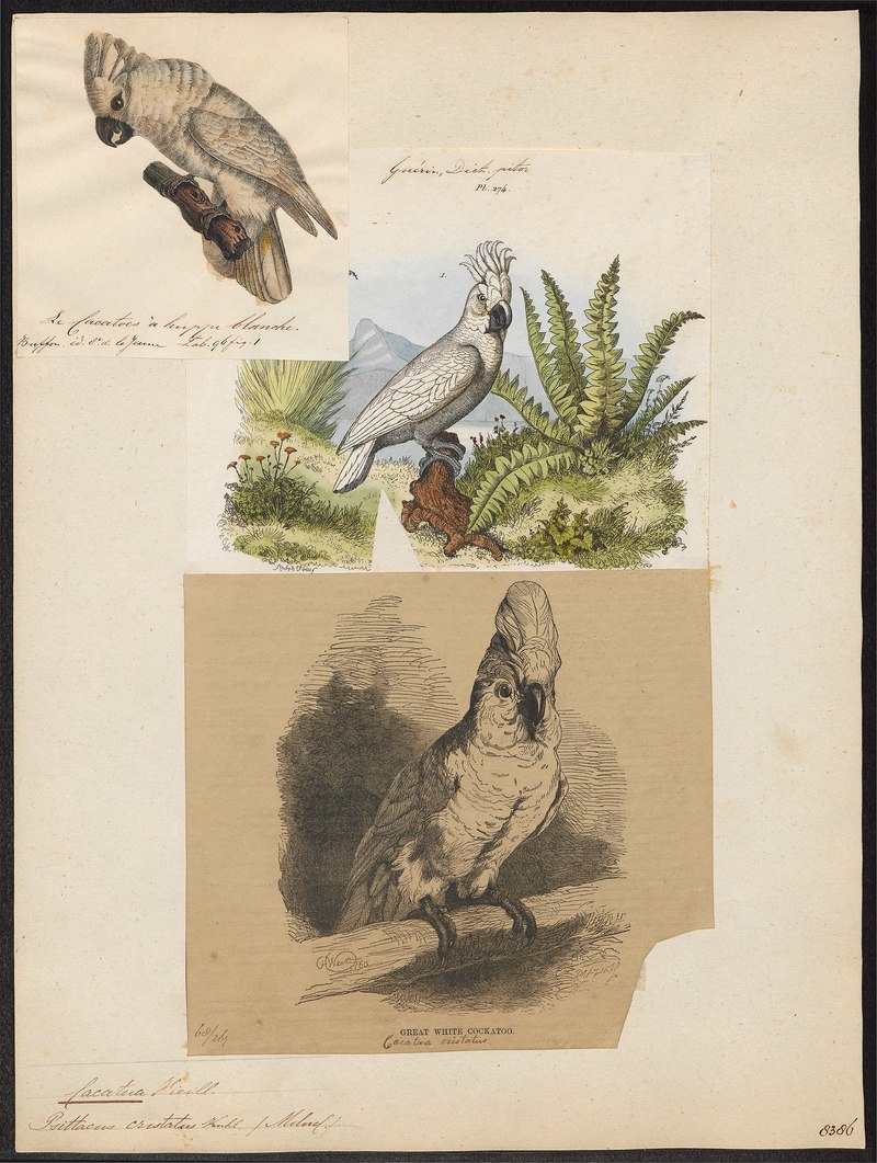 Cacatua albus - 1833-1839 - Print - Iconographia Zoologica - Special Collections University of Amsterdam - UBA01 IZ18600011.Cacatua alba (White cockatoo.jpg