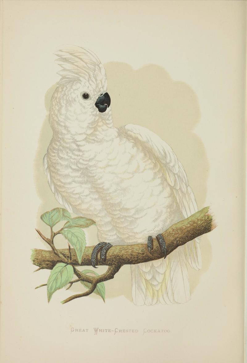 Parrots in captivity (Vol. 1. PL. 02) Great White-Crested Cockatoo (BHL41557075) - Cacatua alba (White cockatoo).jpg