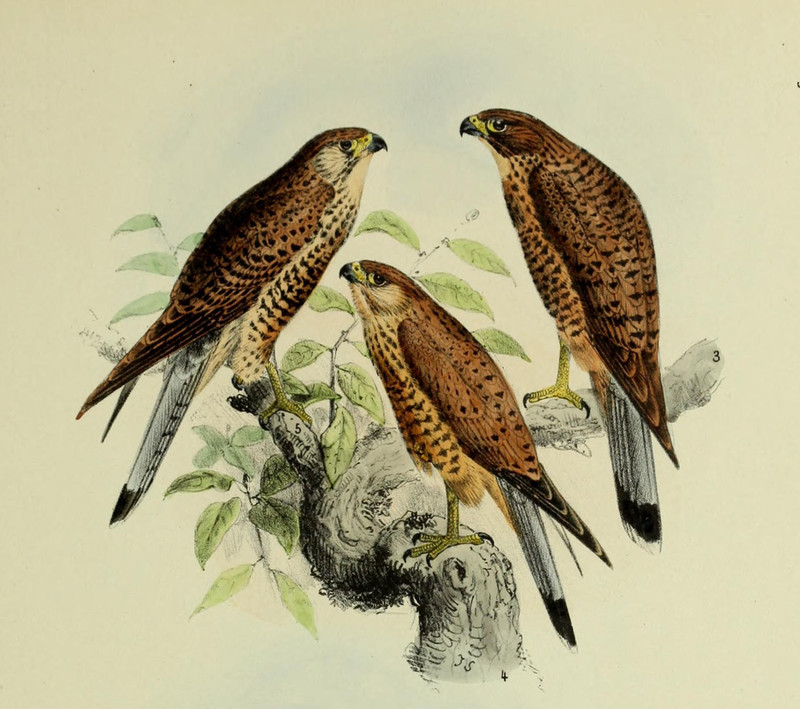 De vogels van Nederlandsch Indie - Falco moluccensis spotted kestrel (Falco moluccensis).jpg