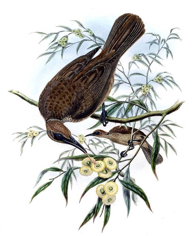 polochion.des.moluques.jogo.0g - Buru friarbird, black-faced friarbird (Philemon moluccensis).jpg