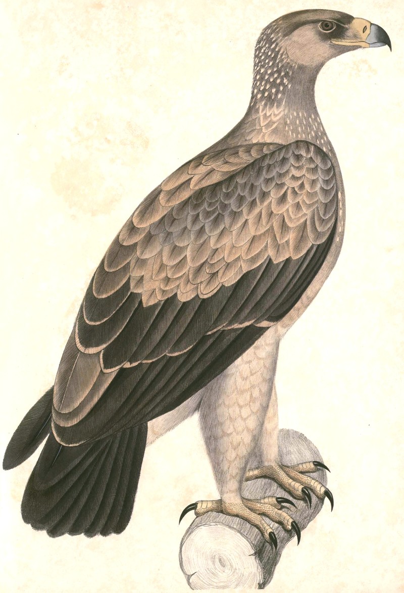 Aquila rapax vindhiana Hardwicke - Asian tawny eagle.jpg