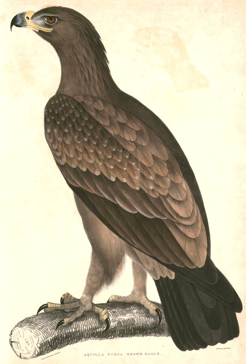 Aquila rapax vindhiana 2 Hardwicke - Asian tawny eagle.jpg