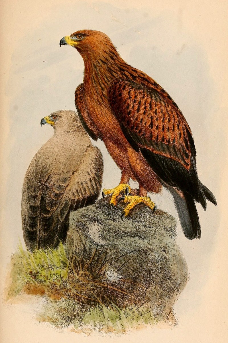 Aquila rapax 1865 - Aquila naevioides, tawny eagle (Aquila rapax).jpg