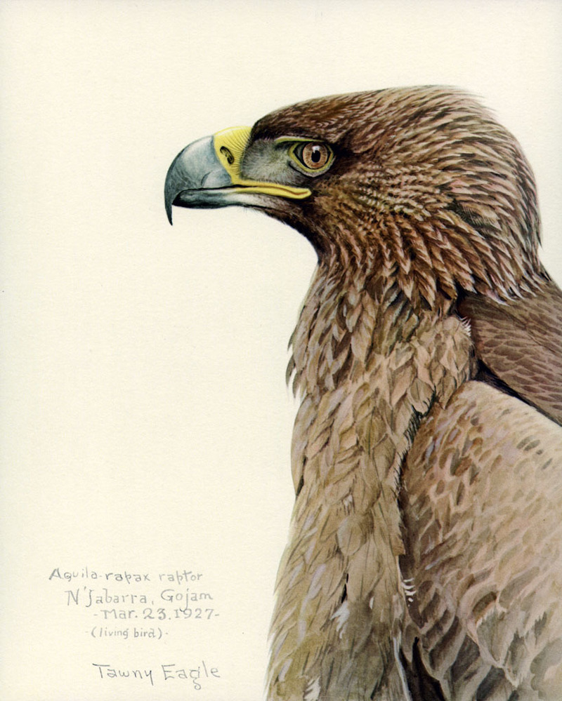 Aquila rapax.EYP11A - Tawny eagle (Aquila rapax).jpg