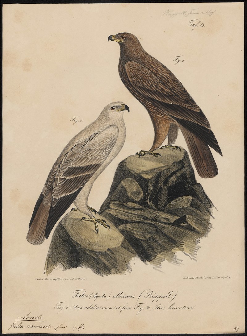 Aquila naevioides - 1835 - Print - Iconographia Zoologica - Special Collections University of Amsterdam - UBA01 IZ18100195.Aquila naevioides = tawny eagle (Aquila rapax).jpg